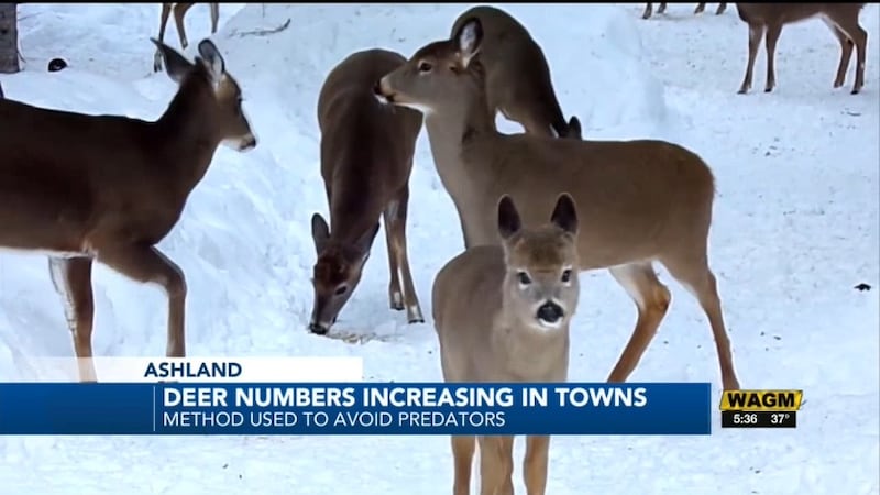 How Do Deer Avoid Predators? Survival Tactics Revealed