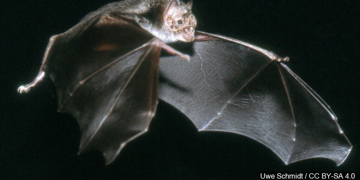 Maine CDC Offers Tips to Avoid Rabies Exposure from Bats