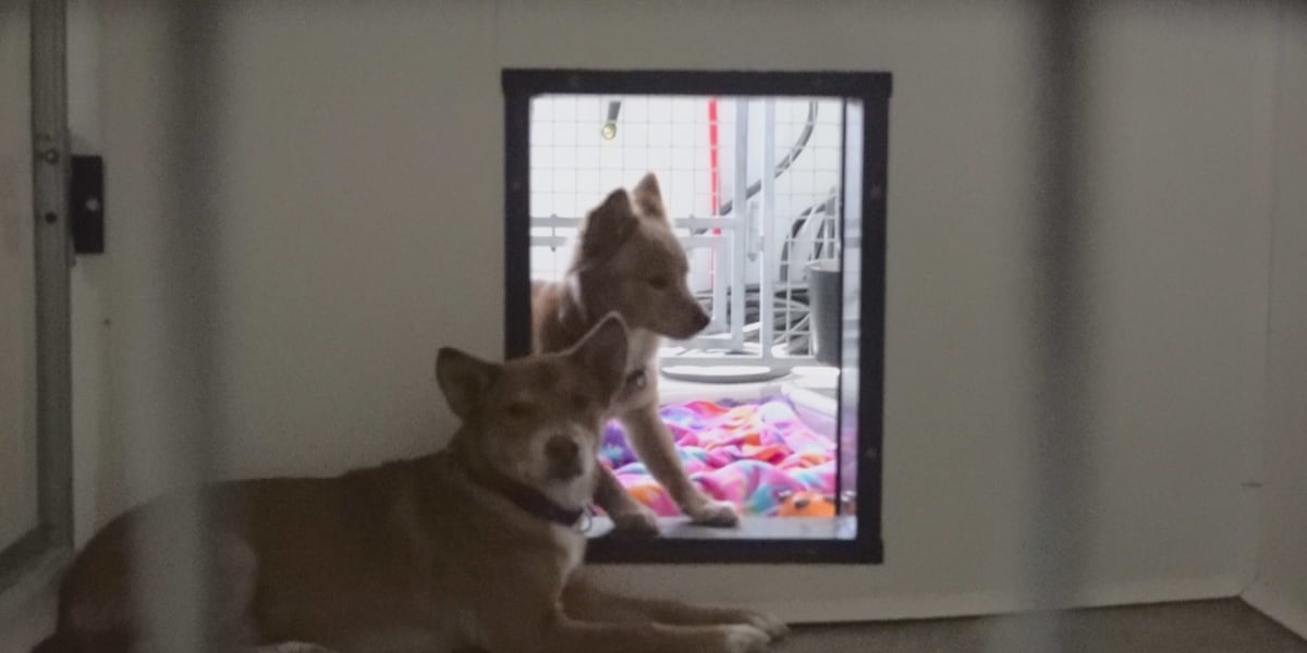 Dog surrenders linked to homelessness says local humane society