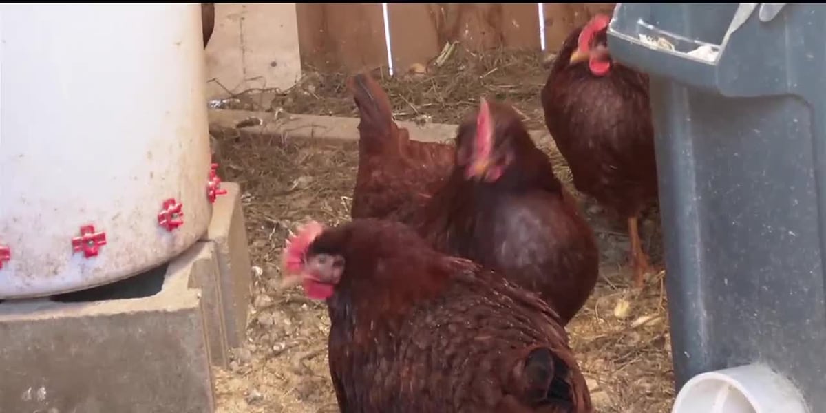 Local chicken owner gives tips for those thinking of raising their own ...