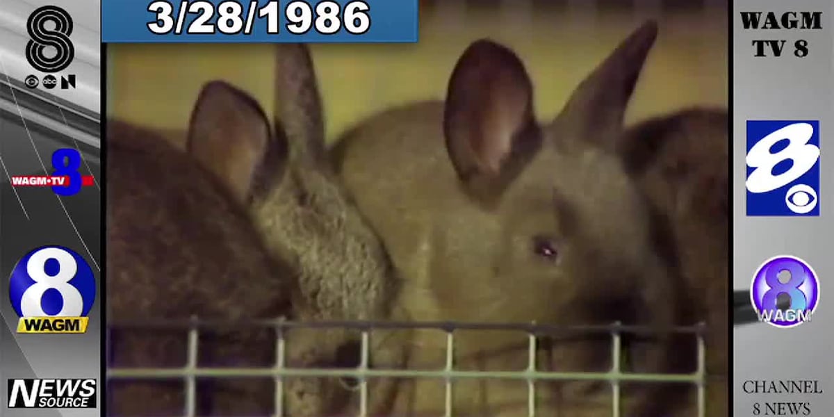 Throwback Thursday - Rabbits in the County