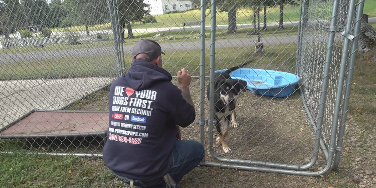 Trainer works with shelter dogs lacking obedience needed for adoption