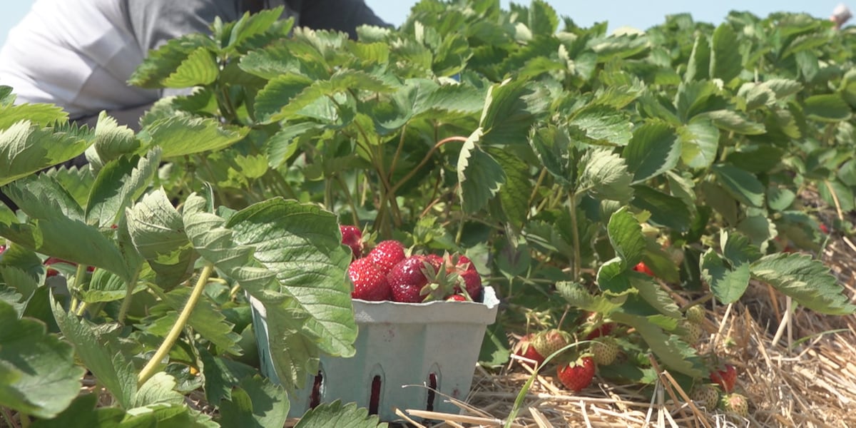 Aroostook County strawberry farmers say fields are full