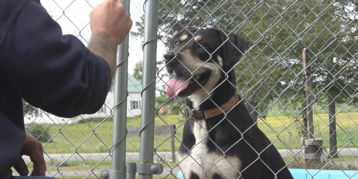 Houlton shelter sees rise in ‘COVID dogs' needing homes