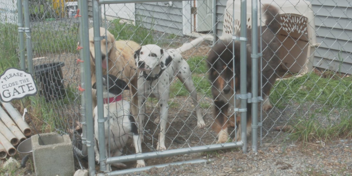 Kennel Owners Face New Rules: What LD 1771 means for breeders, towns, and dogs in Maine